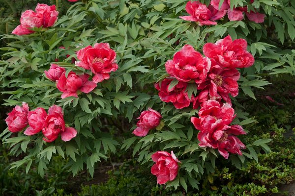 Transformez votre balcon à paris en oasis de verdure